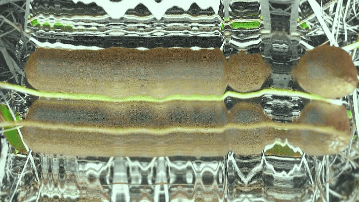 PsilocybeSerbica