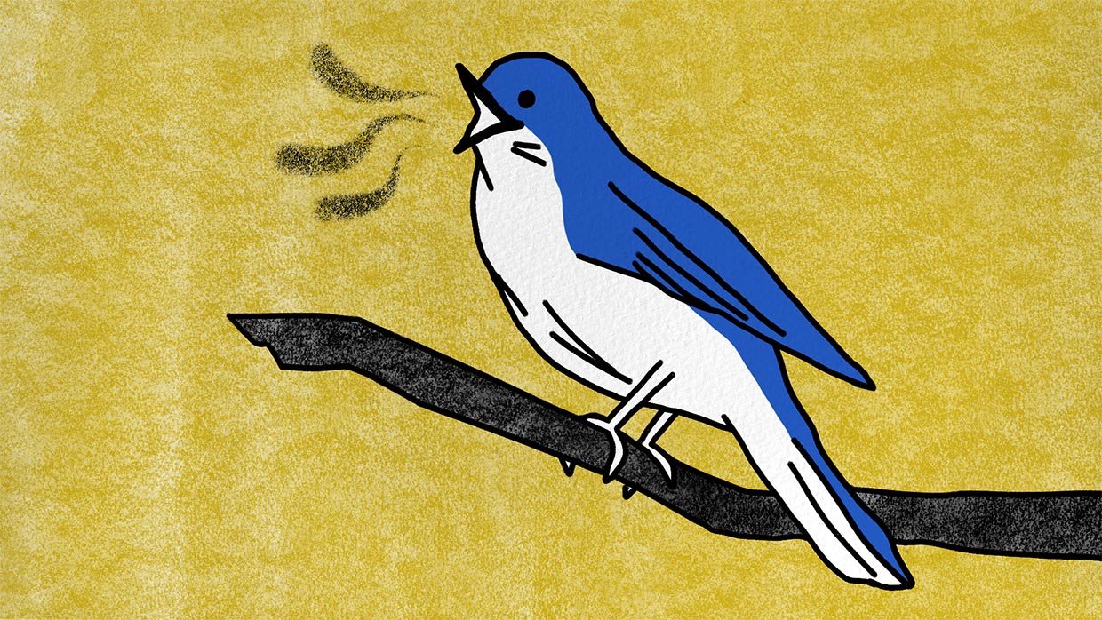 Header Die Nachtigall Header Die Nachtigall