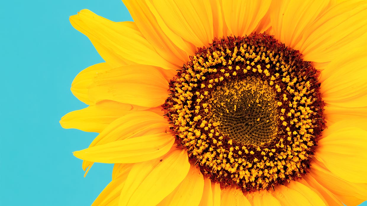 Damentee Gala Damentee Gala