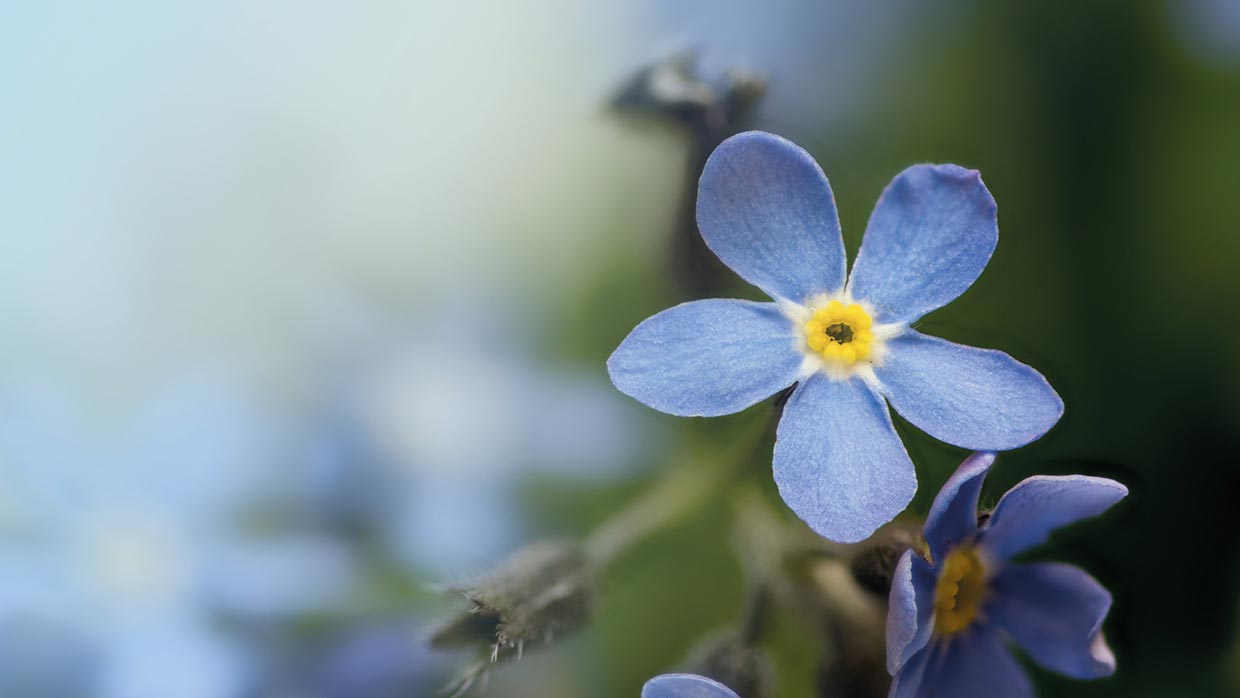 Damenclub Gala Himmelblau Damenclub Gala Himmelblau